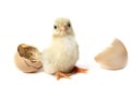 birth of serama chicken Royalty Free Stock Photo
