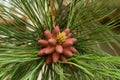 Birth on some pine cones