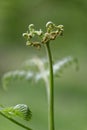 Birth of a spring Fern Royalty Free Stock Photo