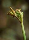 Birth of a twisted fern leaf Royalty Free Stock Photo