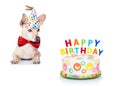 Birthday cake dog Royalty Free Stock Photo