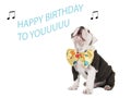 Birthday card with english bulldog singing