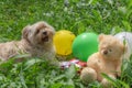 Cute dog with colorful balloons and gifts