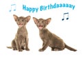 Birthday card with siamese baby cats singing happy birthday