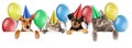 Birthday Cat and Dog Banner Royalty Free Stock Photo