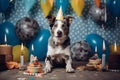 Australian Shepherd dog with a hat and birthday cake and candles. Royalty Free Stock Photo