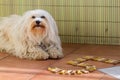 Birthday cookies for the dog