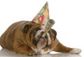 Birthday dog blowing horn Royalty Free Stock Photo