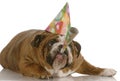 Birthday dog blowing horn