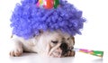 Birthday dog Royalty Free Stock Photo
