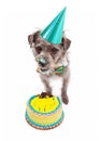 Birthday Dog Eating Cake Royalty Free Stock Photo