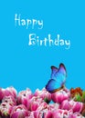Birthday greeting card. Buttetfly and spring flowers. Pink tulips and blue morpho butterfy.