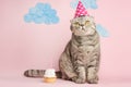 Birthday greetings from a cat