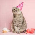 Birthday greetings from a cat