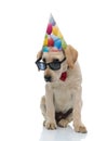 Birthday labrador retriever puppy dog looking to side Royalty Free Stock Photo