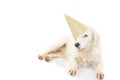 BIRTHDAY OR NEW YEAR DOG PARTY HAT. BEAUTIFUL PUPPY WITH BLUE COLORED EYES WEARING A GOLDEN PARTY HAT LYING DOWN. ISOLATED STUDIO Royalty Free Stock Photo