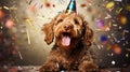 birthday party of Happy cute labradoodle dog with party hat surrounded by falling confetti on blue background. Royalty Free Stock Photo