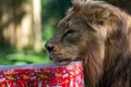 birthday present for a male Asiatic Lion (Panthera leo persica) Royalty Free Stock Photo