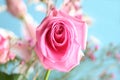 Birthday Rose Royalty Free Stock Photo