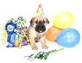 Birthday Shar pei Royalty Free Stock Photo