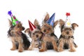 Birthday Theme Yorkshire Terrier Puppies on White Royalty Free Stock Photo