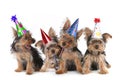 Birthday Theme Yorkshire Terrier Puppies on White