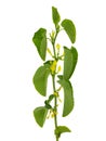 Birthwort, Aristolochia clematitis