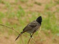 Birts photos wallpaper albam