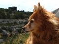 BIRZEBBUGA, MALTA - May 01, 2014: Beautiful female small brown dog, alert with its ears up, in the Maltese countryside Royalty Free Stock Photo