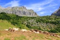 Bisaurin peak Pyrenees cow cattle on valley