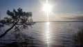 Biscarrosse lake at sunset with water pine tree in france