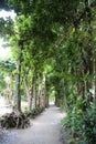 Bise Fukugi Tree Road in Okinawa, Japan Royalty Free Stock Photo