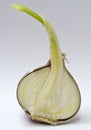 Bisected germed chinese garlic