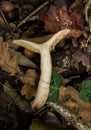 A bisected Oak Milkcap mushroom or actarius quietus.