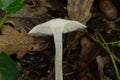 A bisected sweetbread mushroom with cap and stem.