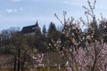 The Church on the Hill in Sighisoara, seen from a distance though blooming trees in spring Royalty Free Stock Photo