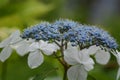 Bisexual flowers of Lacecap hydrangea