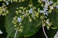 Bisexual flowers of Lacecap hydrangea