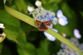 Bisexual flowers of Lacecap hydrangea