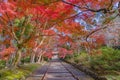 Bishamondo Temple with red maple leaves or fall foliage in autumn season. Colorful trees, Kyoto, Japan. Nature landscape