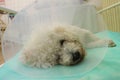 Bishon frise dog with Elizabethan collar Royalty Free Stock Photo