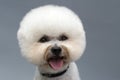 Bishon frise dog Royalty Free Stock Photo