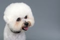 Bishon frise dog Royalty Free Stock Photo