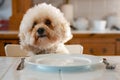 Bishon Frise dog sits at the dinner table with a plate and cutlery. Royalty Free Stock Photo