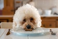 Bishon Frise dog sits at the dinner table with a plate and cutlery, eating a dog treat. Cute and humorous picture. Royalty Free Stock Photo