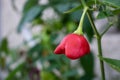 Bishop`s Crown chilli pepper growing in bush