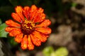 Bishop`s shoe flower with different shades of reds and yellows