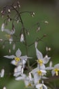 Fairy wings Epimedium stellatum Long leaf form, yellow and white flowers Royalty Free Stock Photo