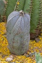 Bishops Mitre Cactus, Astrophytum myriostigma