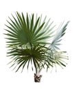 Bismarck Palm